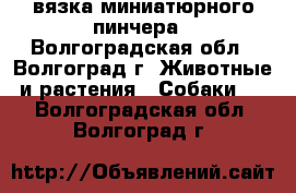 вязка миниатюрного пинчера - Волгоградская обл., Волгоград г. Животные и растения » Собаки   . Волгоградская обл.,Волгоград г.